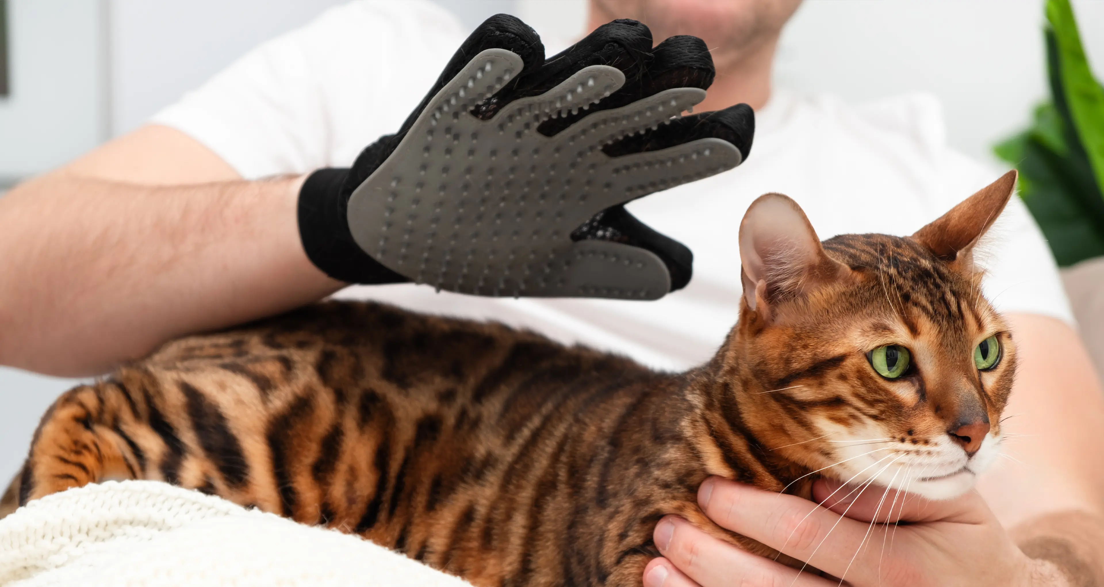 Warum regelmäßige Fellpflege für Katzen so wichtig ist
