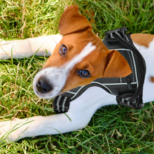 Hundegeschirre