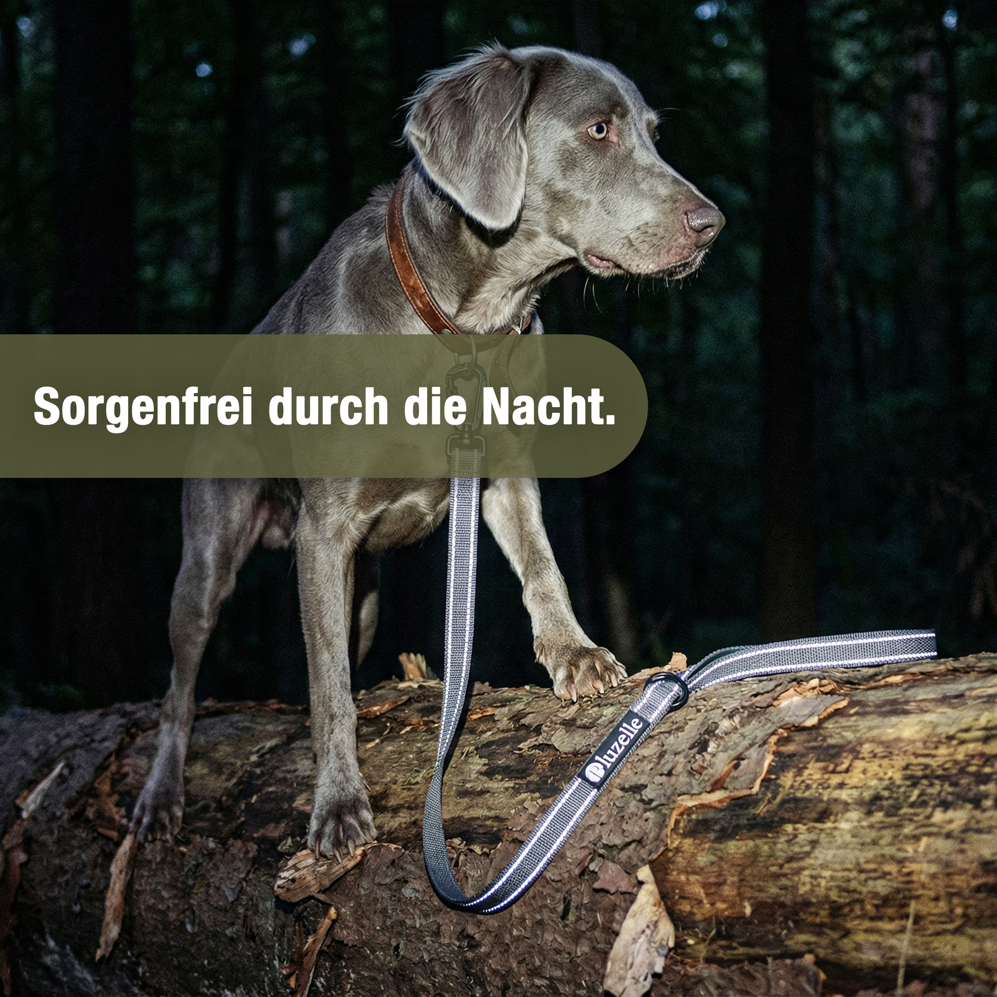 Bluzelle StrongHold Doppelleine – Vielseitig, Reflektierend & Rutschfest