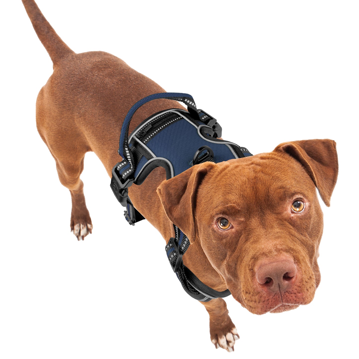 Bluzelle EasyWalk Anti-Zug Hundegeschirr – Funktional & Sicher