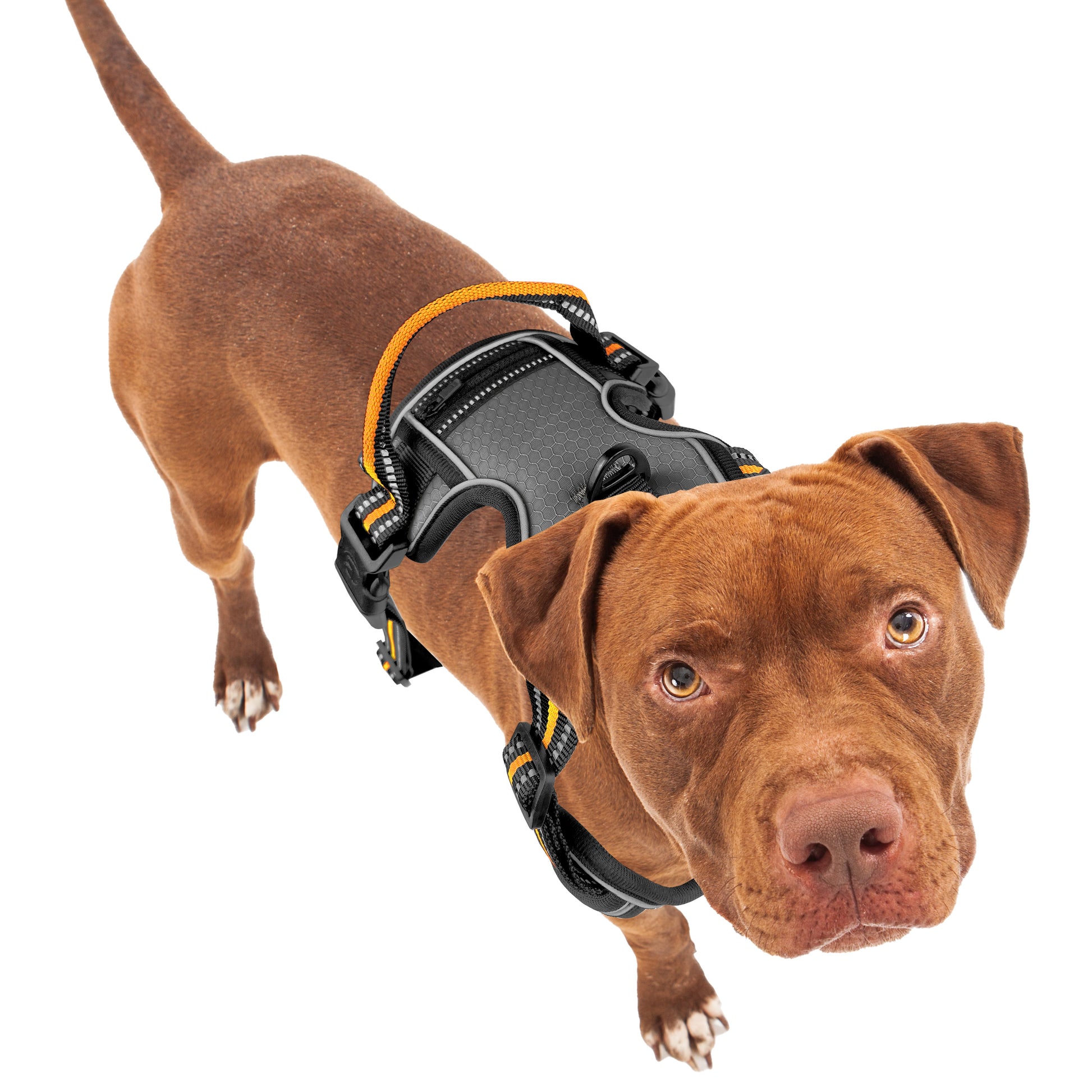Bluzelle EasyWalk Anti-Zug Hundegeschirr – Funktional & Sicher