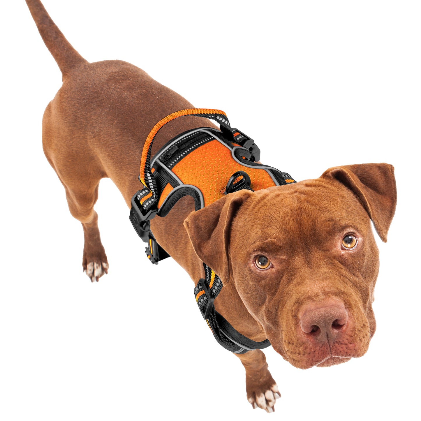 Bluzelle EasyWalk Anti-Zug Hundegeschirr – Funktional & Sicher