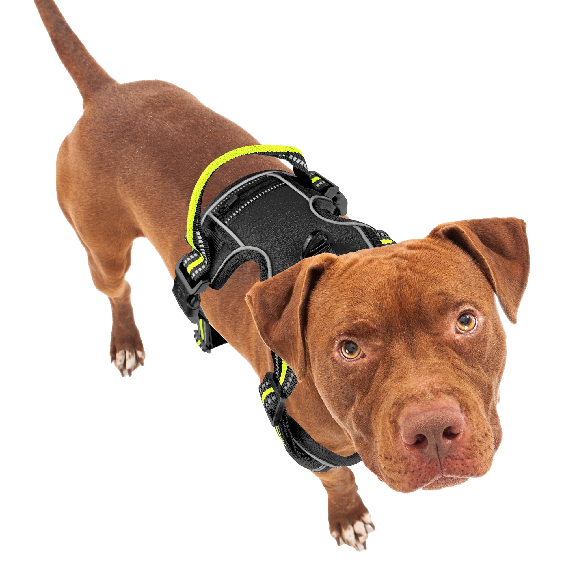 Bluzelle EasyWalk Anti-Zug Hundegeschirr – Funktional & Sicher
